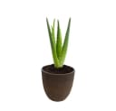 Schweng Blumentopf Zement Dunkelbraun Rund Bild 3