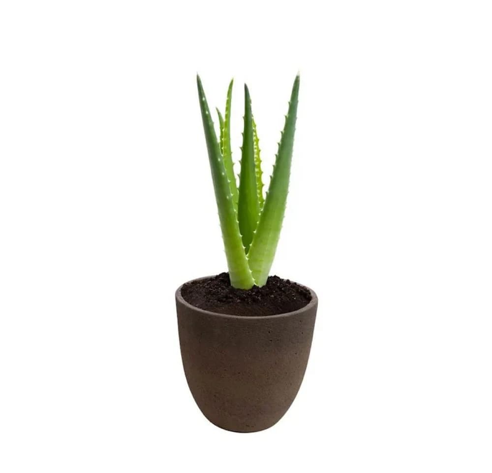 Schweng Blumentopf Zement Dunkelbraun Rund - Bild 3