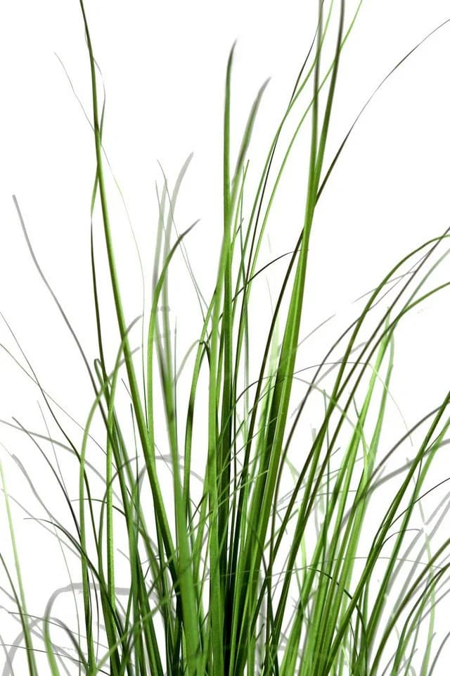 mucPlants Kunstgras im Topf 60/95/150 cm Schwarz
