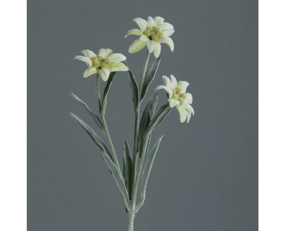 Künstliches Alpen Edelweiß mit 3 Blüten ca. 30cm Cream Alpenblume, mucPlants