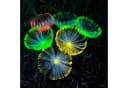 Online-Fuchs LED Laterne PUSTEBLUME Solarleuchte Gartenstecker Bild 4