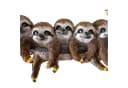 Online-Fuchs Gartenfigur 5 Faultiere Hängedeko 23 cm Polyresin Bild 3