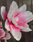 Kunstzweig Kunst Magnolia Birgitta Rosa-Weiß 110cm Magnolie Kunststoff Bild 3