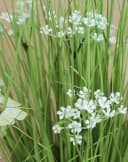 Kunstgras Kunst Schilf Finlay, Gypsophilia, Schmetterling, Weiß, 70cm, artplants Bild 3