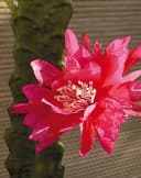 artplants Kunstkaktus Königin der Nacht Domenica Pink 50cm Bild 1