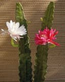 artplants Kunstkaktus Königin der Nacht Domenica Pink 50cm Bild 2