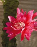 artplants Kunstkaktus Königin der Nacht Domenica Pink 50cm Bild 3