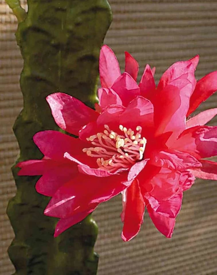artplants Kunstkaktus Königin der Nacht Domenica Pink 50cm - Bild 3