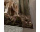 TRAUMSCHLAF Bettwäsche Wolf Grau Renforcé 2-teilig Bild 3