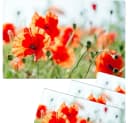 matches21 HOME & HOBBY Platzset 4er Set Sommer Mohnblumen Abwaschbar Bild 2