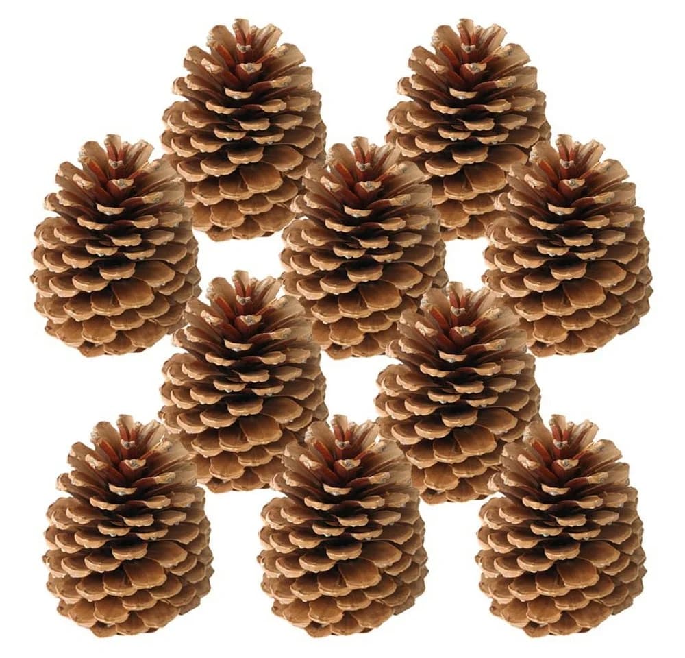 matches21 HOME & HOBBY Bastelnaturmaterial Große Tannen-Zapfen Streudeko Braun 10 Stk. 10-14 cm