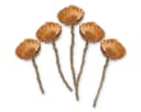 matches21 HOME & HOBBY Protea Trockenblumen 5er Set Orange Bild 2