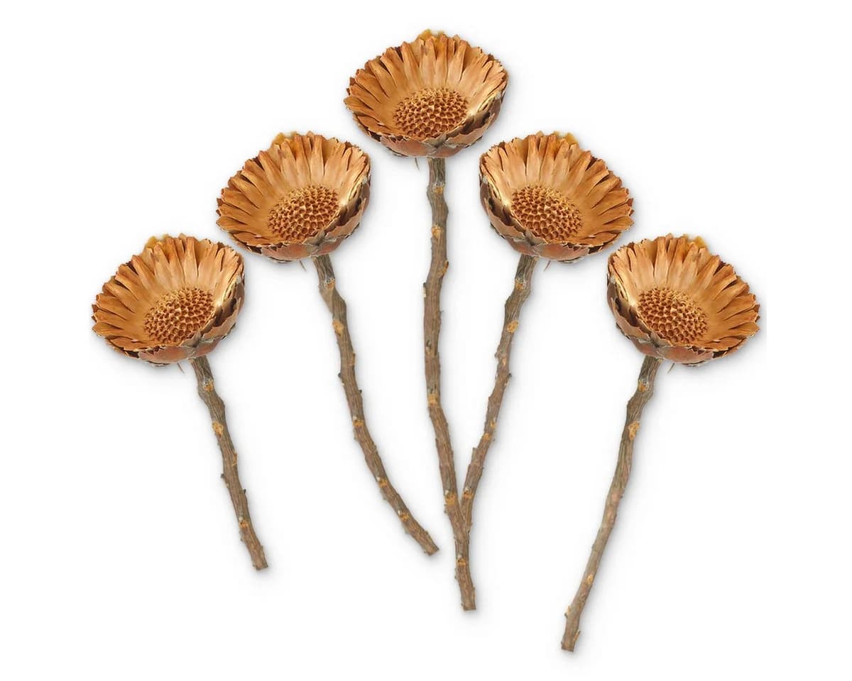 matches21 HOME & HOBBY Protea Trockenblumen 5er Set Orange - Bild 2