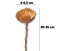 matches21 HOME & HOBBY Protea Trockenblumen 5er Set Orange Bild 3