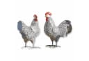 Mirabeau Deko-Huhn 2er Set Mannis Schwarz/Weiß Bild 2