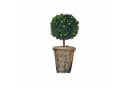 Mirabeau Deko-Baum Aube grün mit Terrakotta-Topf Bild 2