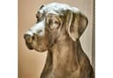 Mirabeau Deko-Hund Jules grau Kunststein Bild 4