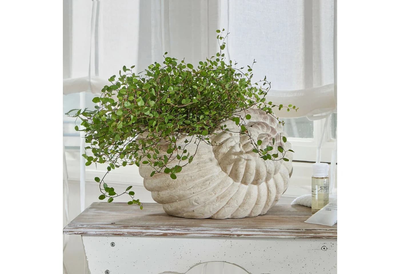 Mirabeau Übertopf Wavigny antikcreme Steingut Muschelform - Bild 3