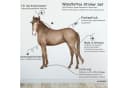 Sunnywall Wandtattoo Pferde 3-teilig Selbstklebend Bunt Bild 1