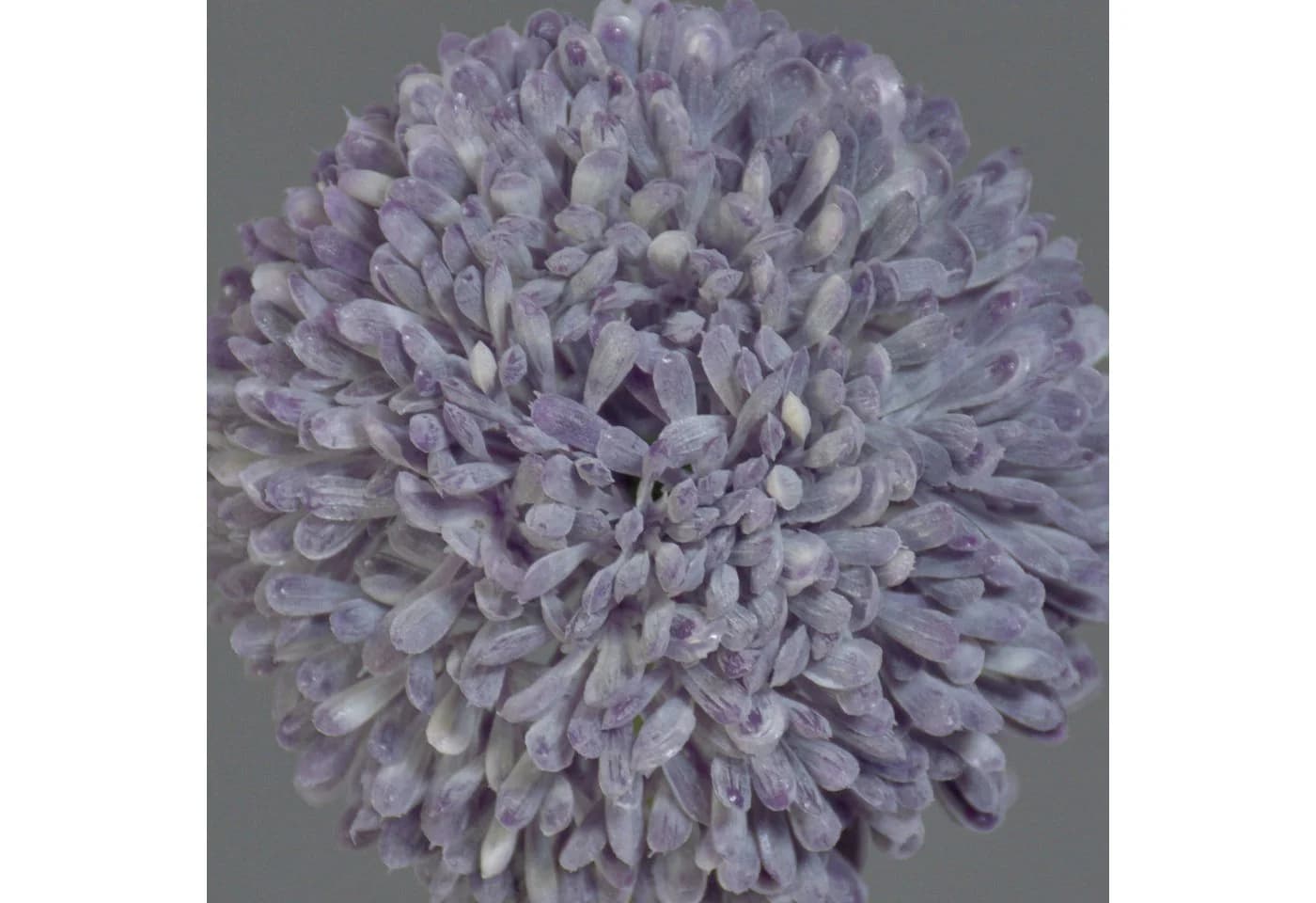 artplants Kunstblume Allium BAILIN Lila 45 cm