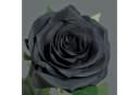 artplants Kunstrose Kailin Schwarz 65 cm Bild 1