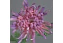 artplants Kunstblume Chrysantheme YASULI Lila 70 cm Bild 1