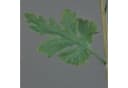 artplants Kunstblume Chrysantheme YASULI Lila 70 cm Bild 3