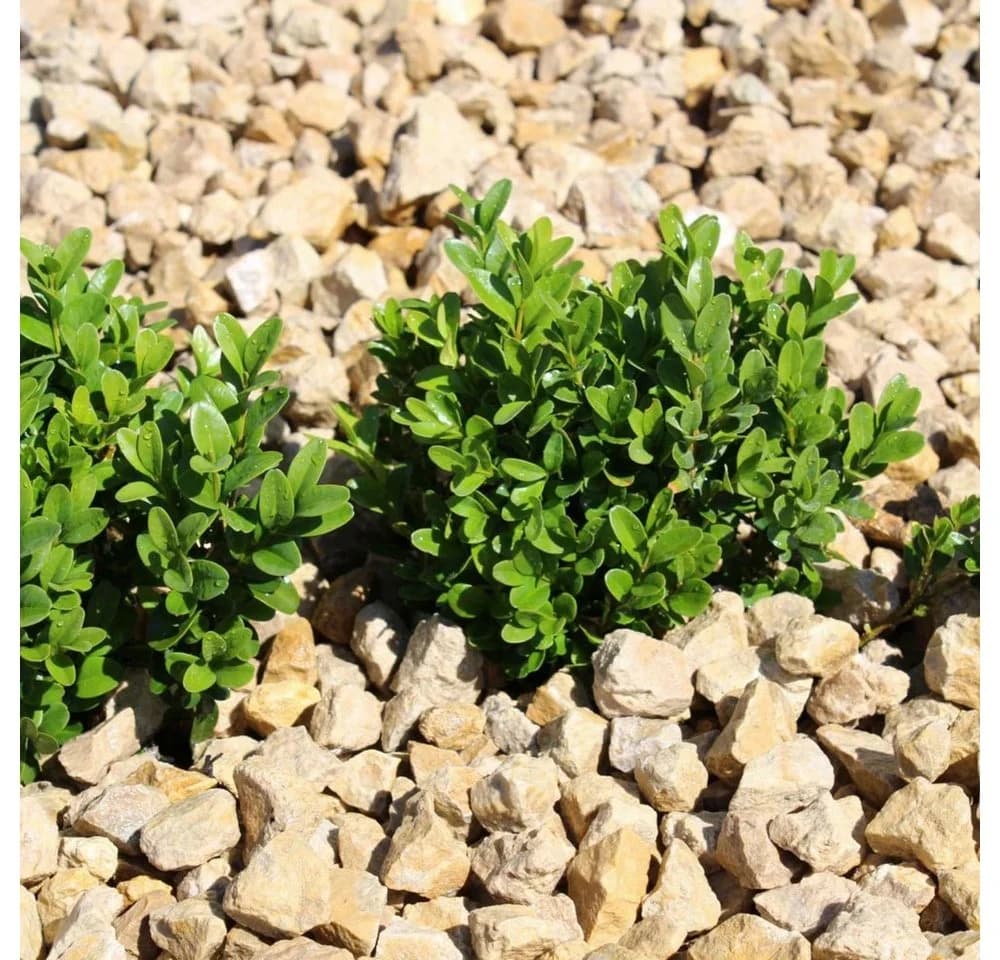 CM-Gartendesign Vanilla Sun Splitt Kalksplitt Gelb Beige 20kg - Bild 5