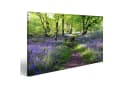 islandburner Leinwandbild Blaue Glocken Schottland 100x57cm Bild 2