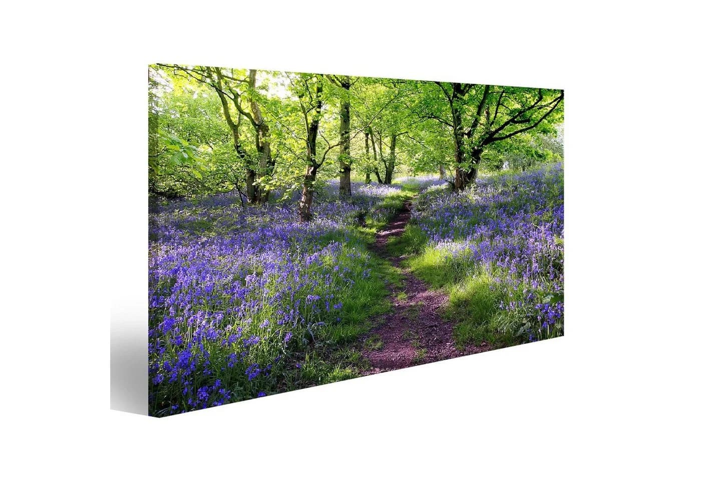 islandburner Leinwandbild Blaue Glocken Schottland 100x57cm - Bild 2
