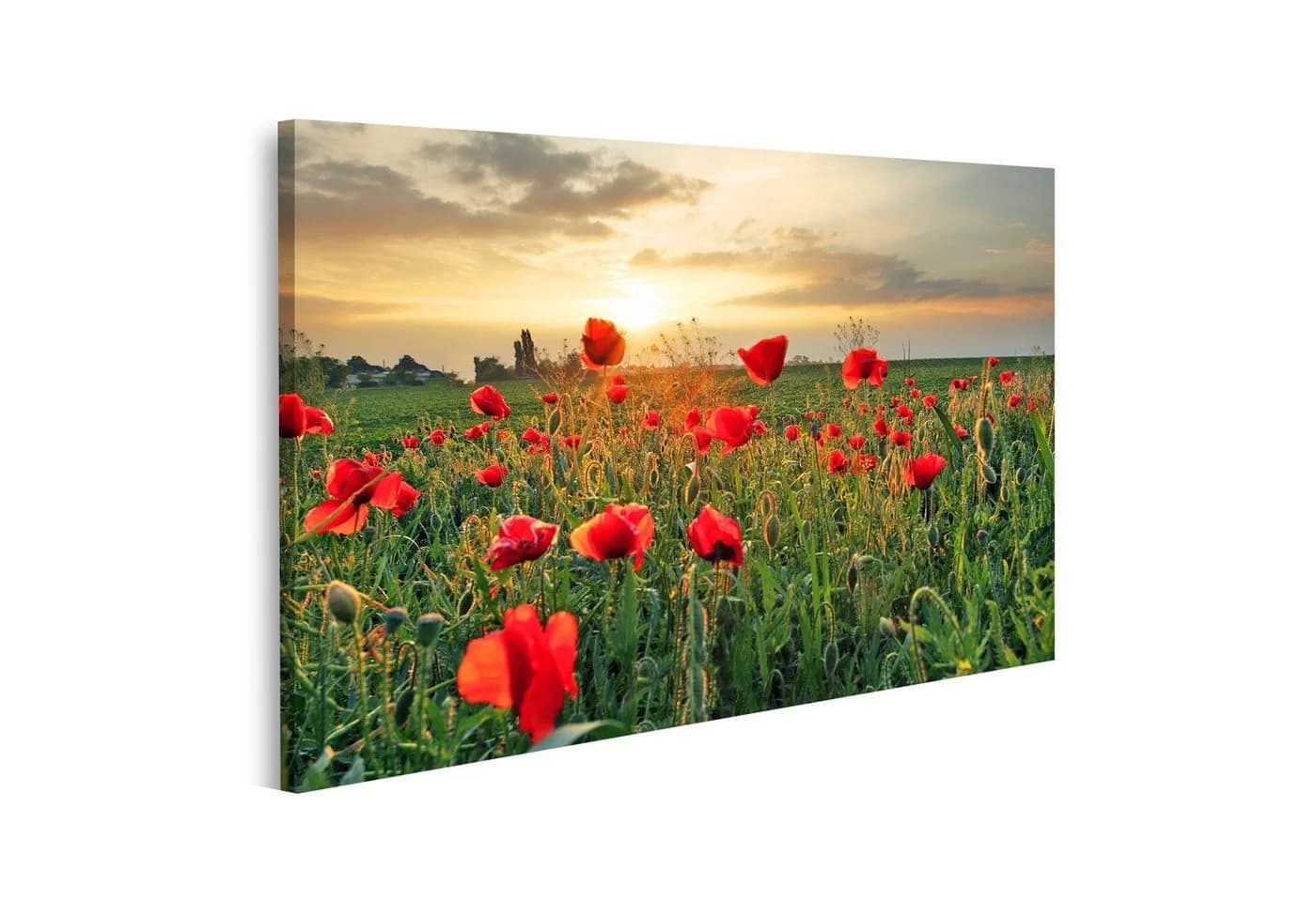 islandburner Leinwandbild Mohnblumen Sonnenuntergang Bunt - Bild 2
