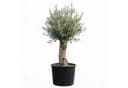 Palms-Store Olivenbaum Olea europaea ca. 30-40 Jahre alt Bild 2
