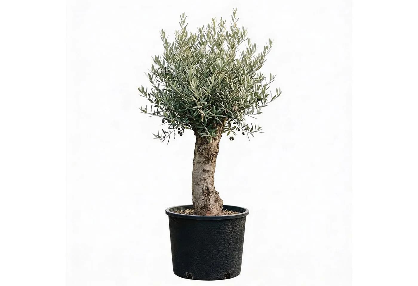 Palms-Store Olivenbaum Olea europaea ca. 30-40 Jahre alt - Bild 2