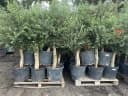 Palms-Store Olivenbaum Olea europaea ca. 30-40 Jahre alt Bild 3