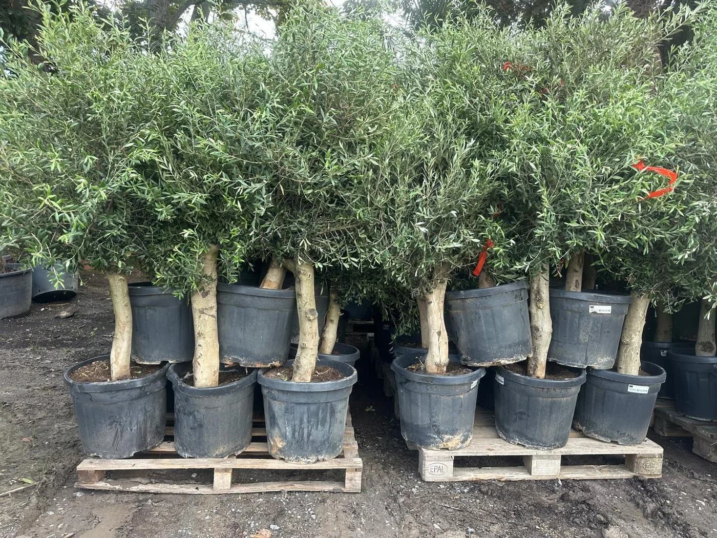 Palms-Store Olivenbaum Olea europaea ca. 30-40 Jahre alt - Bild 3