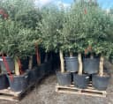 Palms-Store Olivenbaum Olea europaea ca. 30-40 Jahre alt Bild 4