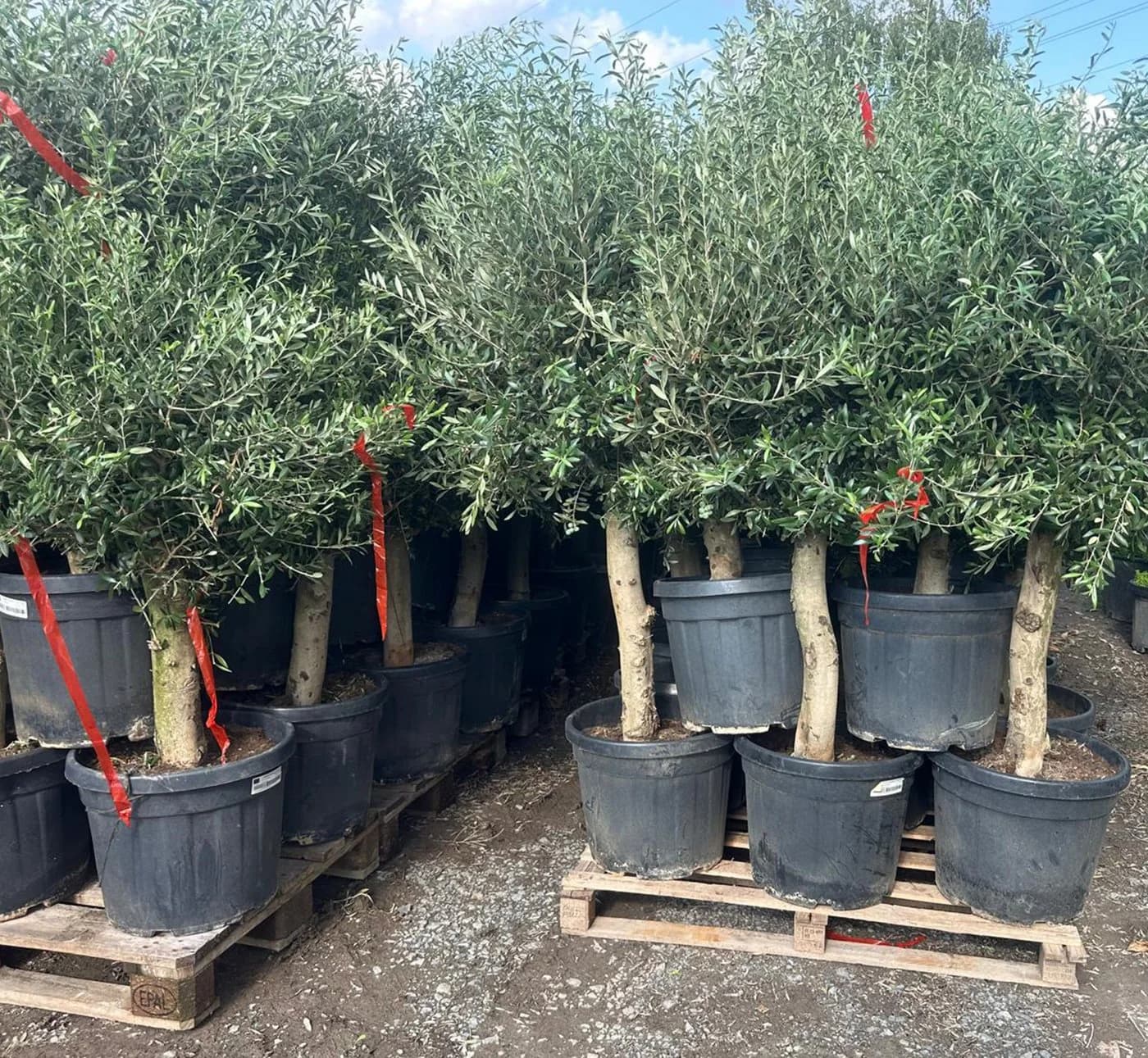 Palms-Store Olivenbaum Olea europaea ca. 30-40 Jahre alt - Bild 4