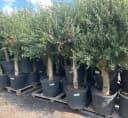 Palms-Store Olivenbaum Olea europaea ca. 30-40 Jahre alt Bild 5