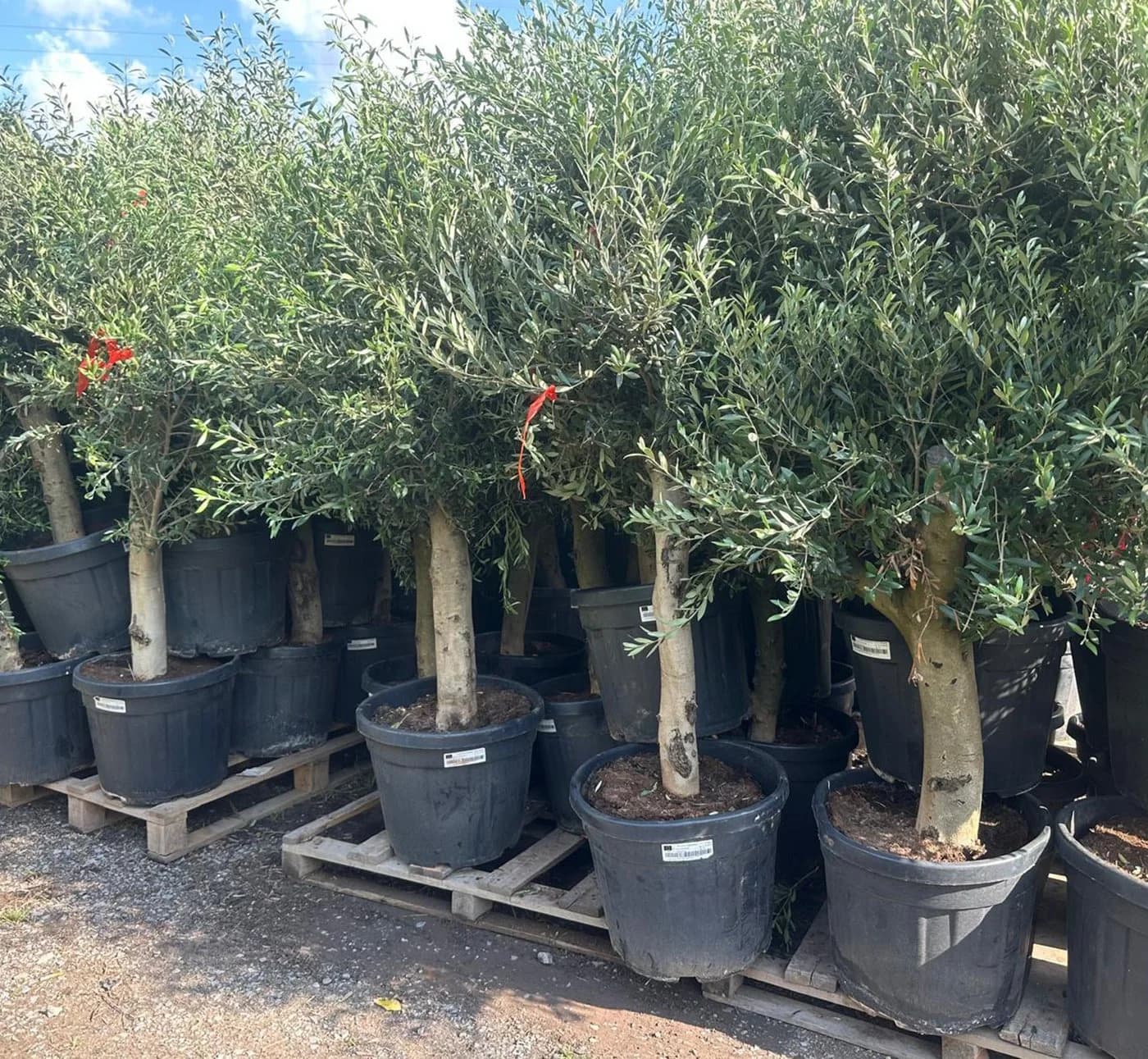 Palms-Store Olivenbaum Olea europaea ca. 30-40 Jahre alt - Bild 5
