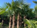 Palms-Store Hanfpalme Trachycarpus Fortunei ca. 300 cm Grün Winterhart Bild 1