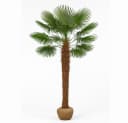 Palms-Store Hanfpalme Trachycarpus Fortunei ca. 300 cm Grün Winterhart Bild 2
