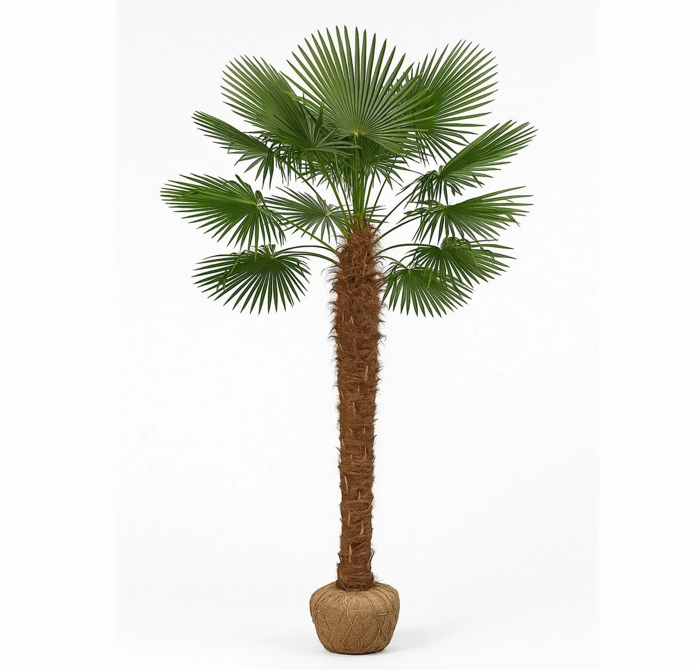 Palms-Store Hanfpalme Trachycarpus Fortunei ca. 300 cm Grün Winterhart - Bild 2