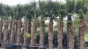 Palms-Store Hanfpalme Trachycarpus Fortunei ca. 300 cm Grün Winterhart Bild 3