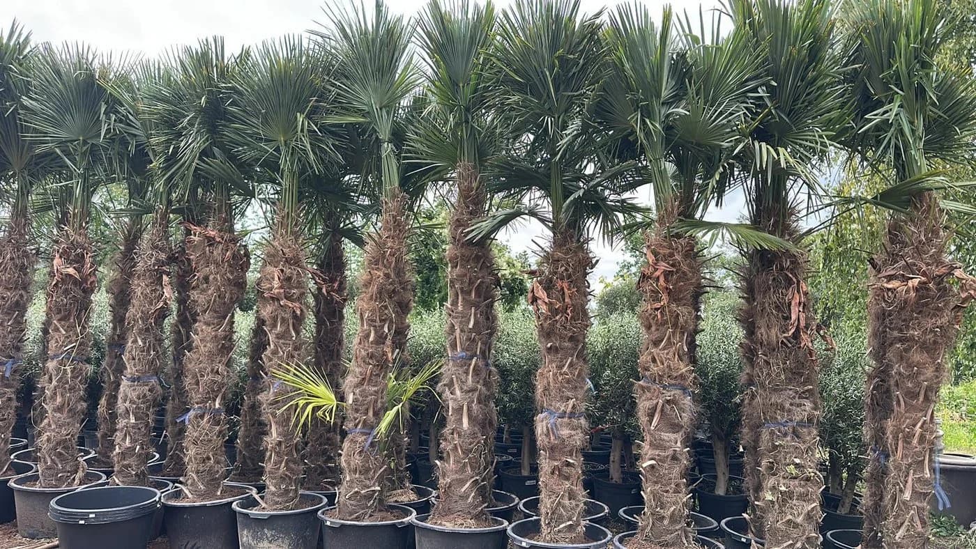 Palms-Store Hanfpalme Trachycarpus Fortunei ca. 300 cm Grün Winterhart - Bild 3