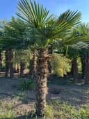 Palms-Store Hanfpalme Trachycarpus Fortunei ca. 300 cm Grün Winterhart Bild 4