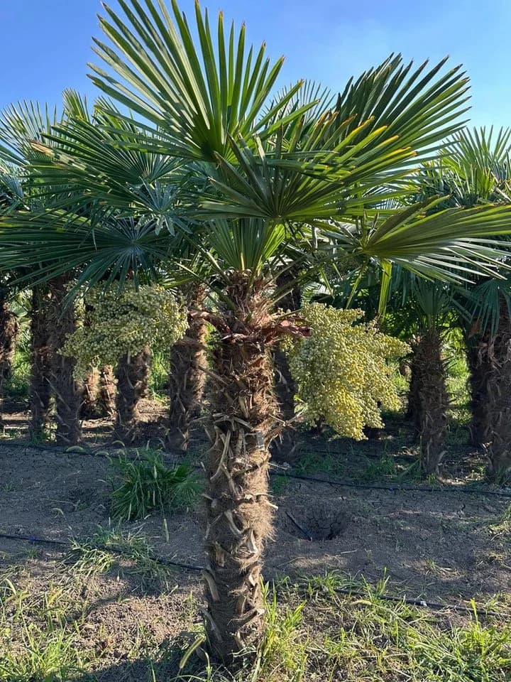 Palms-Store Hanfpalme Trachycarpus Fortunei ca. 300 cm Grün Winterhart - Bild 4