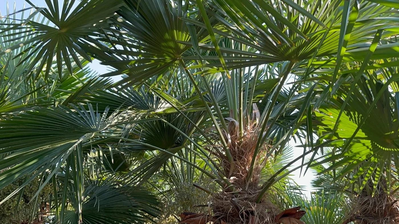 Palms-Store Hanfpalme Trachycarpus Fortunei ca. 300 cm Grün Winterhart - Bild 5
