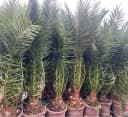 Palms-Store Phoenix Canariensis Palme ca. 180 cm Winterhart grün Bild 1