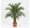 Palms-Store Phoenix Canariensis Palme ca. 180 cm Winterhart grün Bild 2