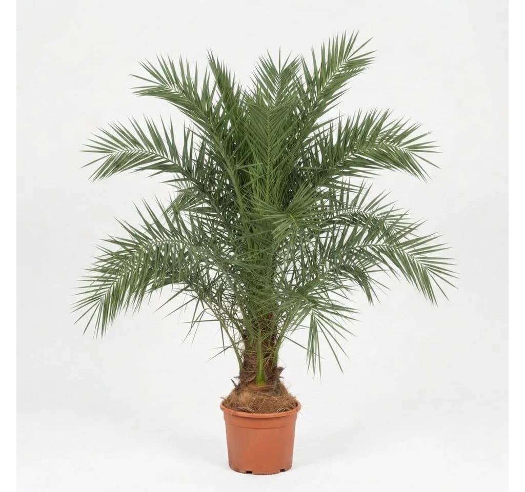 Palms-Store Phoenix Canariensis Palme ca. 180 cm Winterhart grün - Bild 2